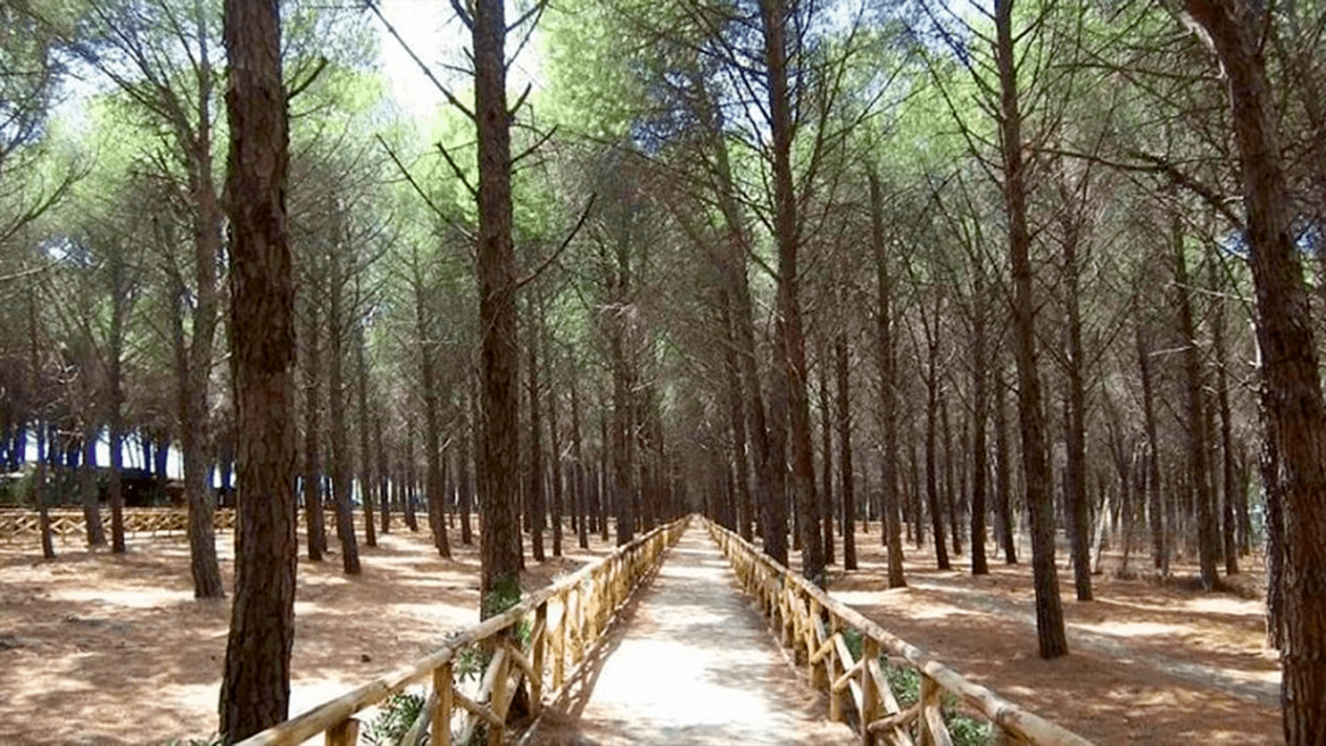 Un’oasi tra mare e pini: la Pineta di Giovino